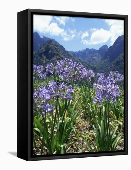 Agapanthus Flowers Near Serra De Agua, Madeira, Portugal-Hans Peter Merten-Framed Stretched Canvas