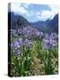 Agapanthus Flowers Near Serra De Agua, Madeira, Portugal-Hans Peter Merten-Stretched Canvas