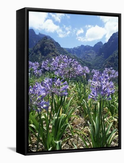 Agapanthus Flowers Near Serra De Agua, Madeira, Portugal-Hans Peter Merten-Framed Stretched Canvas