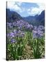 Agapanthus Flowers Near Serra De Agua, Madeira, Portugal-Hans Peter Merten-Stretched Canvas