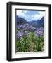 Agapanthus Flowers Near Serra De Agua, Madeira, Portugal-Hans Peter Merten-Framed Photographic Print