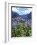 Agapanthus Flowers Near Serra De Agua, Madeira, Portugal-Hans Peter Merten-Framed Photographic Print