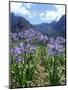 Agapanthus Flowers Near Serra De Agua, Madeira, Portugal-Hans Peter Merten-Mounted Photographic Print