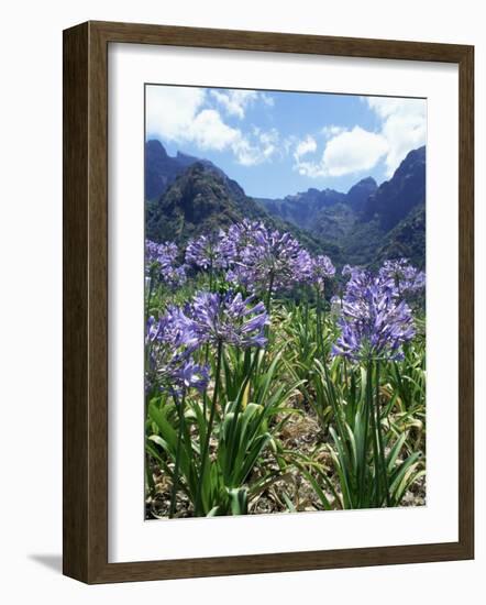 Agapanthus Flowers Near Serra De Agua, Madeira, Portugal-Hans Peter Merten-Framed Photographic Print