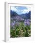 Agapanthus Flowers Near Serra De Agua, Madeira, Portugal-Hans Peter Merten-Framed Photographic Print