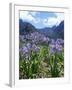 Agapanthus Flowers Near Serra De Agua, Madeira, Portugal-Hans Peter Merten-Framed Photographic Print