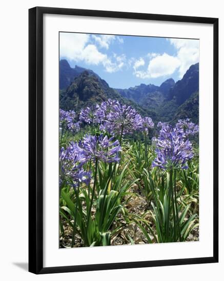 Agapanthus Flowers Near Serra De Agua, Madeira, Portugal-Hans Peter Merten-Framed Photographic Print