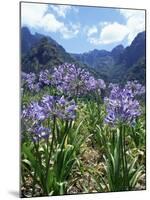 Agapanthus Flowers Near Serra De Agua, Madeira, Portugal-Hans Peter Merten-Mounted Photographic Print