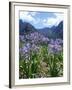 Agapanthus Flowers Near Serra De Agua, Madeira, Portugal-Hans Peter Merten-Framed Photographic Print