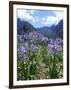 Agapanthus Flowers Near Serra De Agua, Madeira, Portugal-Hans Peter Merten-Framed Photographic Print