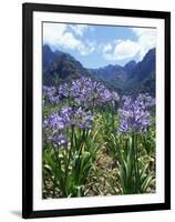 Agapanthus Flowers Near Serra De Agua, Madeira, Portugal-Hans Peter Merten-Framed Photographic Print