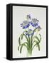 Agapanthus Group-Sally Crosthwaite-Framed Stretched Canvas