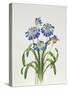 Agapanthus Group-Sally Crosthwaite-Stretched Canvas