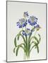 Agapanthus Group-Sally Crosthwaite-Mounted Giclee Print