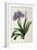 Agapanthus Umbrellatus, from Les Liliacees-Pierre-Joseph Redouté-Framed Giclee Print