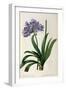 Agapanthus Umbrellatus, from Les Liliacees-Pierre-Joseph Redouté-Framed Giclee Print