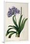 Agapanthus Umbrellatus, from Les Liliacees-Pierre-Joseph Redouté-Framed Giclee Print