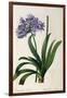 Agapanthus Umbrellatus, from Les Liliacees-Pierre-Joseph Redouté-Framed Giclee Print