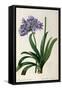 Agapanthus Umbrellatus, from Les Liliacees-Pierre-Joseph Redouté-Framed Stretched Canvas