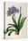 Agapanthus Umbrellatus, from Les Liliacees-Pierre-Joseph Redouté-Stretched Canvas