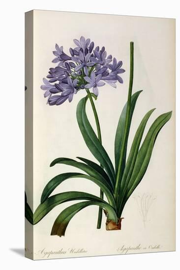 Agapanthus Umbrellatus, from Les Liliacees-Pierre-Joseph Redouté-Stretched Canvas