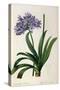 Agapanthus Umbrellatus, from Les Liliacees-Pierre-Joseph Redouté-Stretched Canvas