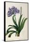 Agapanthus Umbrellatus, from Les Liliacees-Pierre-Joseph Redouté-Framed Stretched Canvas