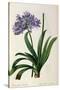 Agapanthus Umbrellatus, from Les Liliacees-Pierre-Joseph Redouté-Stretched Canvas