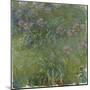 Agapanthus-Claude Monet-Mounted Giclee Print