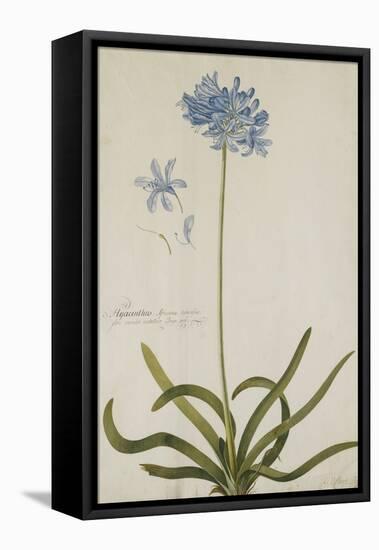 Agapanthus-Georg Dionysius Ehret-Framed Stretched Canvas