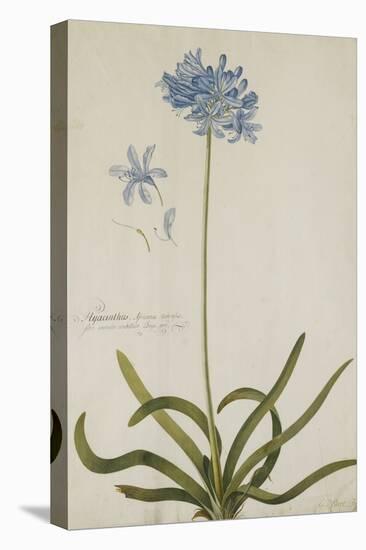 Agapanthus-Georg Dionysius Ehret-Stretched Canvas