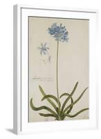 Agapanthus-Georg Dionysius Ehret-Framed Giclee Print