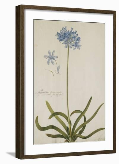 Agapanthus-Georg Dionysius Ehret-Framed Giclee Print