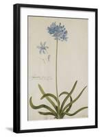 Agapanthus-Georg Dionysius Ehret-Framed Giclee Print