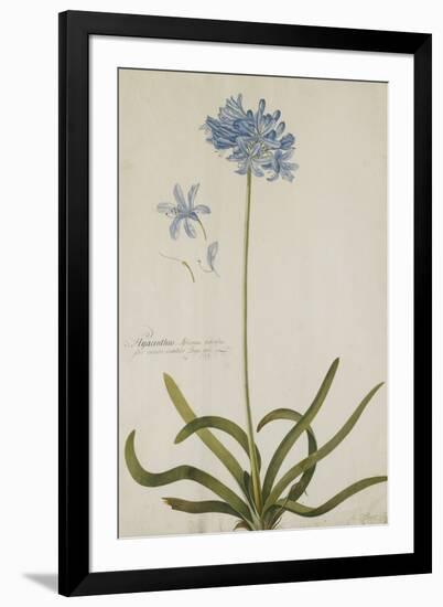 Agapanthus-Georg Dionysius Ehret-Framed Giclee Print