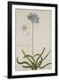 Agapanthus-Georg Dionysius Ehret-Framed Giclee Print