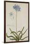 Agapanthus-Georg Dionysius Ehret-Framed Giclee Print