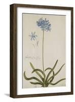 Agapanthus-Georg Dionysius Ehret-Framed Giclee Print