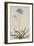 Agapanthus-Georg Dionysius Ehret-Framed Giclee Print