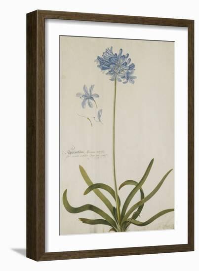 Agapanthus-Georg Dionysius Ehret-Framed Giclee Print