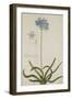 Agapanthus-Georg Dionysius Ehret-Framed Giclee Print