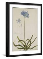 Agapanthus-Georg Dionysius Ehret-Framed Giclee Print