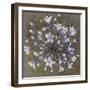 Agapanthus-Margo Starkey-Framed Giclee Print