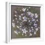 Agapanthus-Margo Starkey-Framed Giclee Print