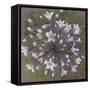 Agapanthus-Margo Starkey-Framed Stretched Canvas