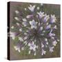 Agapanthus-Margo Starkey-Stretched Canvas