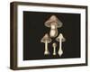 Agaricus Bulbosus Dark Background-John Stephenson and James Morss Churchill-Framed Giclee Print