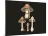 Agaricus Bulbosus Dark Background-John Stephenson and James Morss Churchill-Mounted Giclee Print