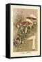 Agaricus Campestris-William Hamilton Gibson-Framed Stretched Canvas