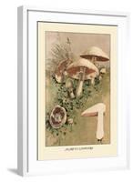 Agaricus Campestris-William Hamilton Gibson-Framed Art Print